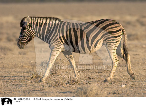 Zebra in der Steppe von Namibia / Zebra / WS-01804