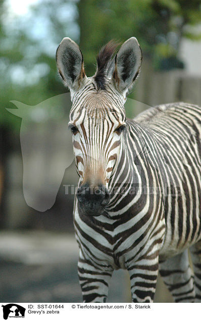 Grevy's zebra / SST-01644