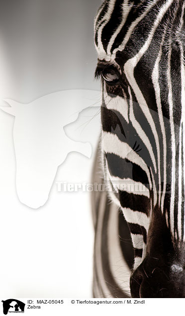 Zebra / Zebra / MAZ-05045