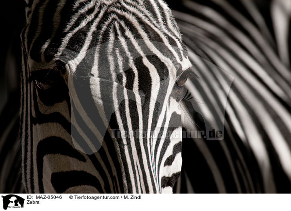 Zebra / Zebra / MAZ-05046