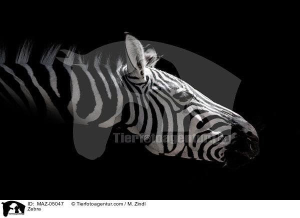 Zebra / Zebra / MAZ-05047