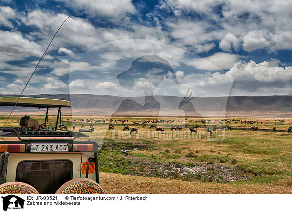 Zebras und Gnus / Zebras and wildebeests / JR-03521