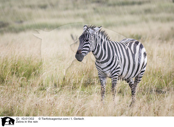 Zebra im Regen / Zebra in the rain / IG-01302