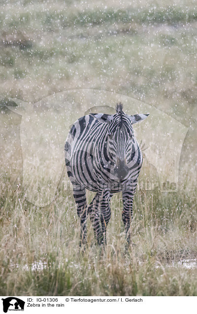 Zebra im Regen / Zebra in the rain / IG-01306