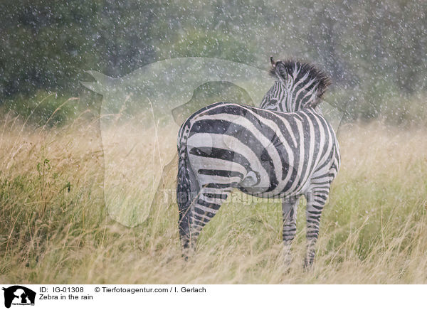 Zebra im Regen / Zebra in the rain / IG-01308