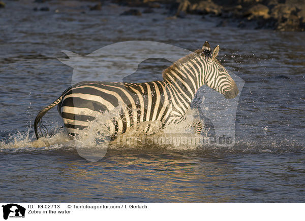 Zebra im Wasser / Zebra in the water / IG-02713