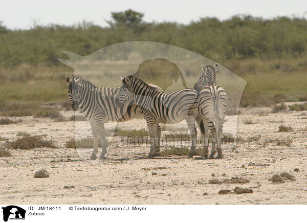 Zebras / JM-18411