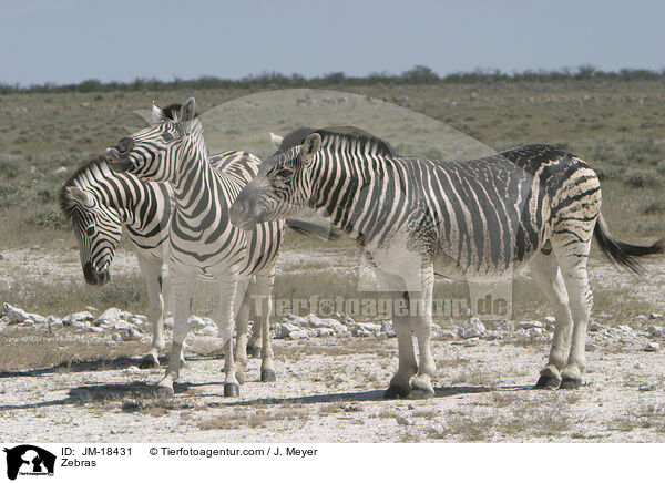 Zebras / JM-18431