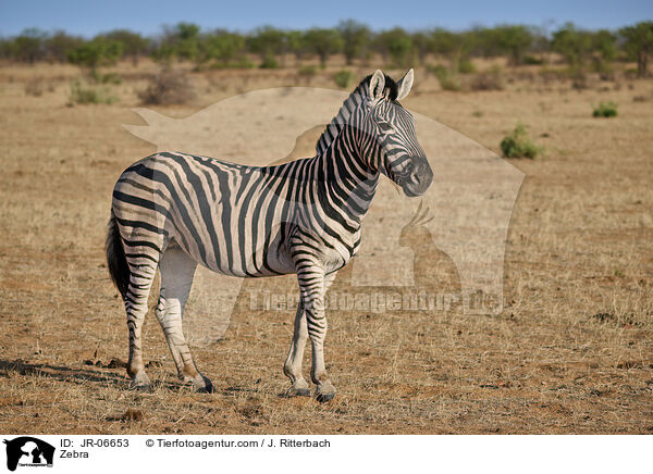 Zebra / Zebra / JR-06653