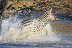 Zebra in the water