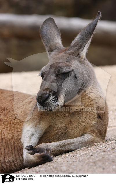 Riesenknguru / big kangaroo / DG-01099