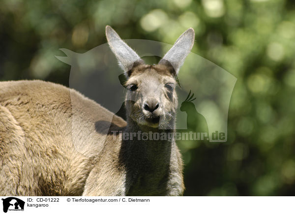 kangaroo / CD-01222