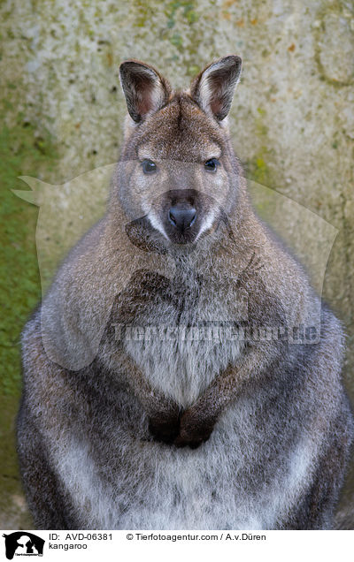 Knguru / kangaroo / AVD-06381