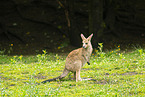 Kangaroo