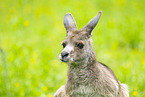 Kangaroo