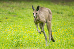 Kangaroo