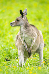 Kangaroo