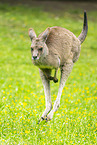 Kangaroo