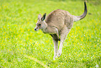 Kangaroo