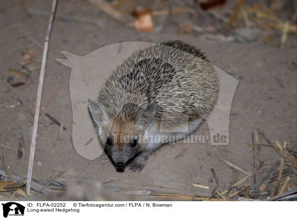 Eigentlicher Langohrigel / Long-eared Hedgehog / FLPA-02252